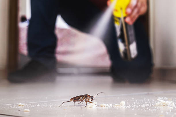 Pest Control Cost in Apache Junction, AZ