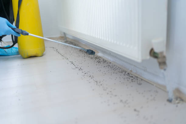 Best Best Pest Control Companies  in Apache Junction, AZ